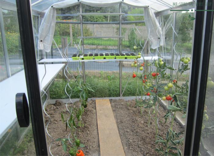 Culture en serre de jardin