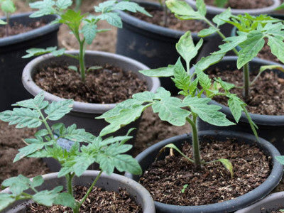 Hoe Tomaten succesvol voorzaaien in de warmte vóór de lente?