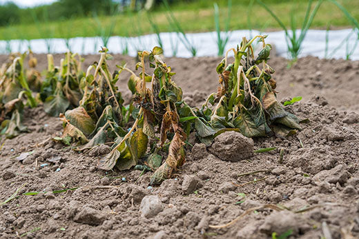 Le Guide Complet pour Prévenir & Traiter les Maladies du Potager